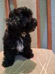 Male Maltipoo po bardzo małych rodzicach