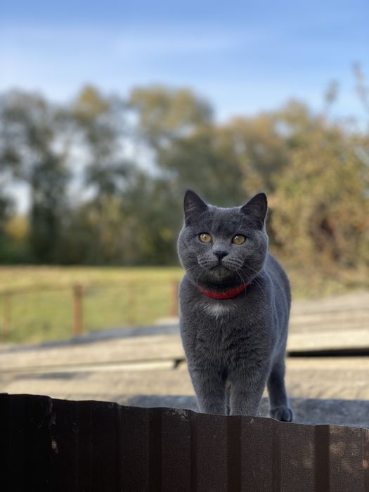 Британські кошенята