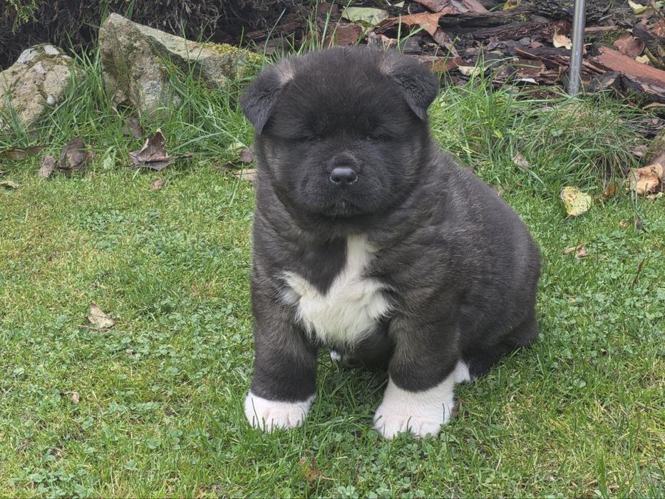 Akita amerykańska suka