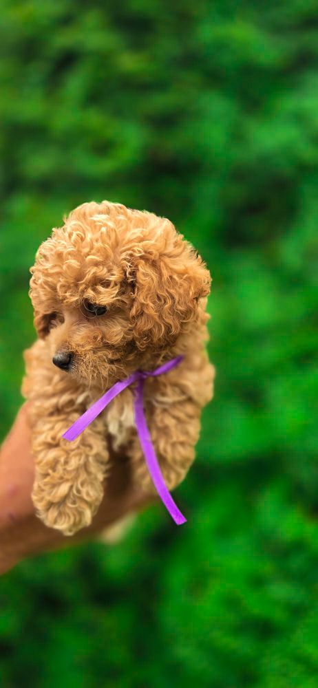 Suczka Maltipoo badania szkolenie wyorawka rodowod