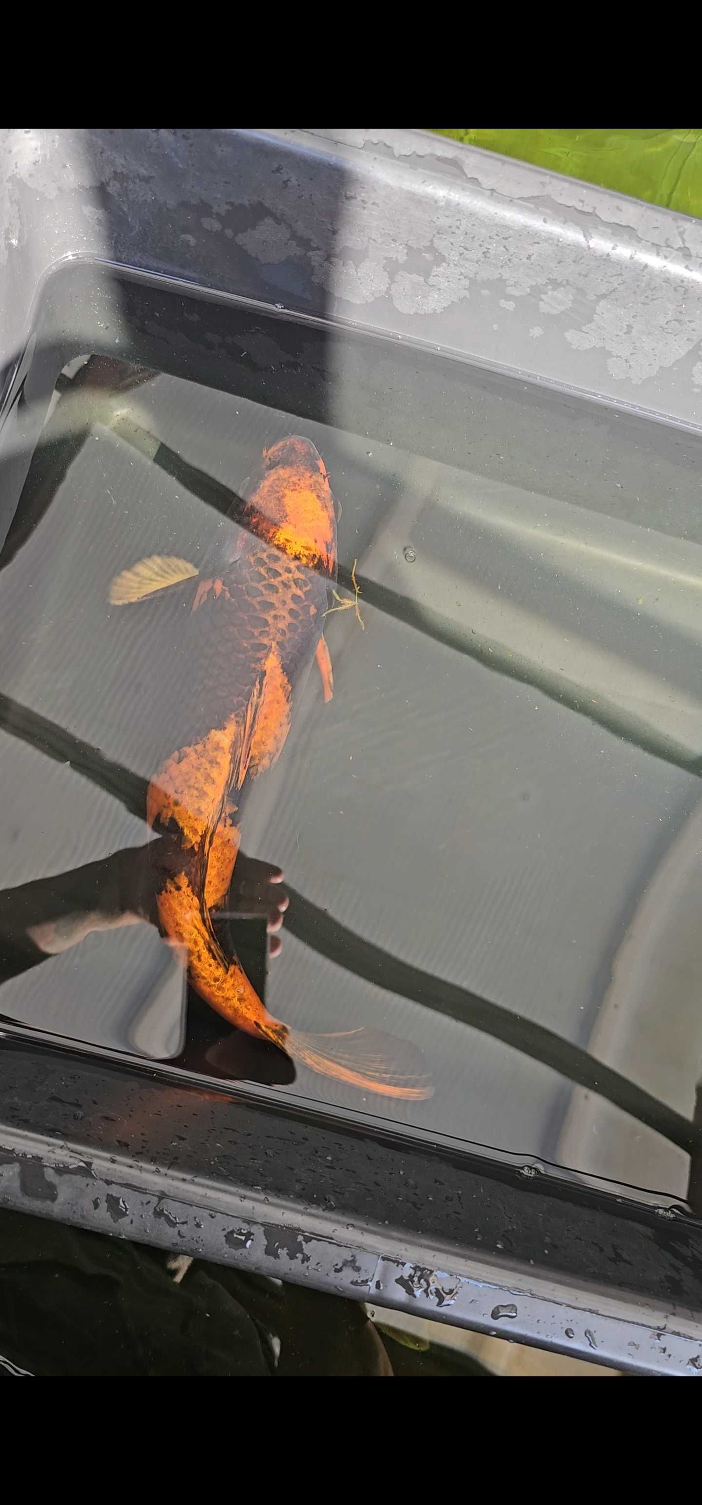 Carpa koi kin ki utsuri