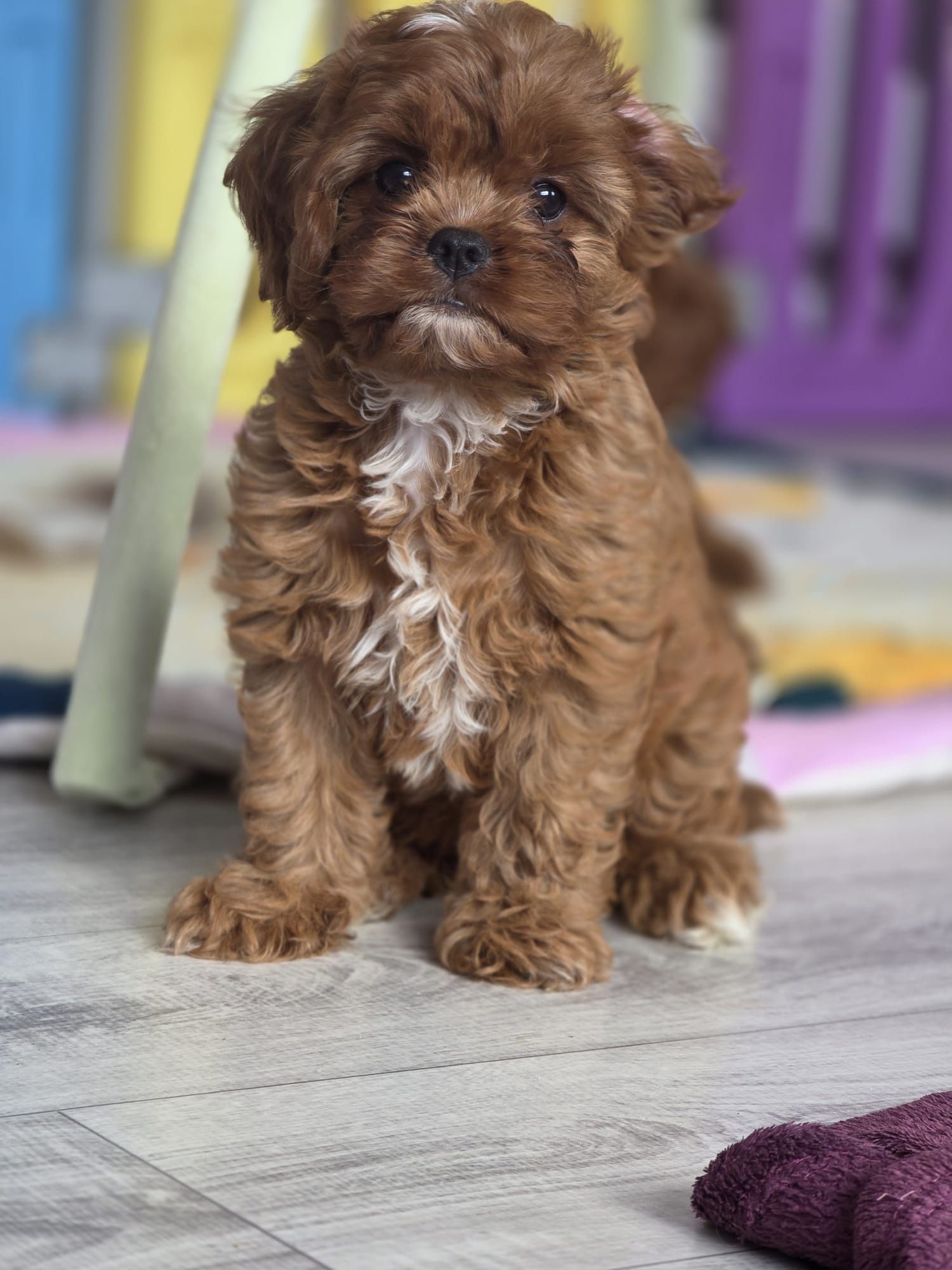 Cavapoo suczka gotowa do odbioru