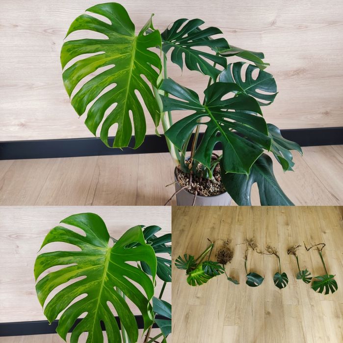 Monstera green on green GOG