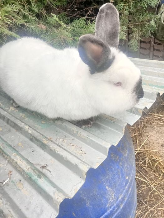 Samiec kalifornijski króliki