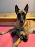 Owczarek belgijski malinois fci chlopak samiec