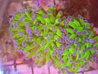 Euphyllia paraancora LPS. Morskie