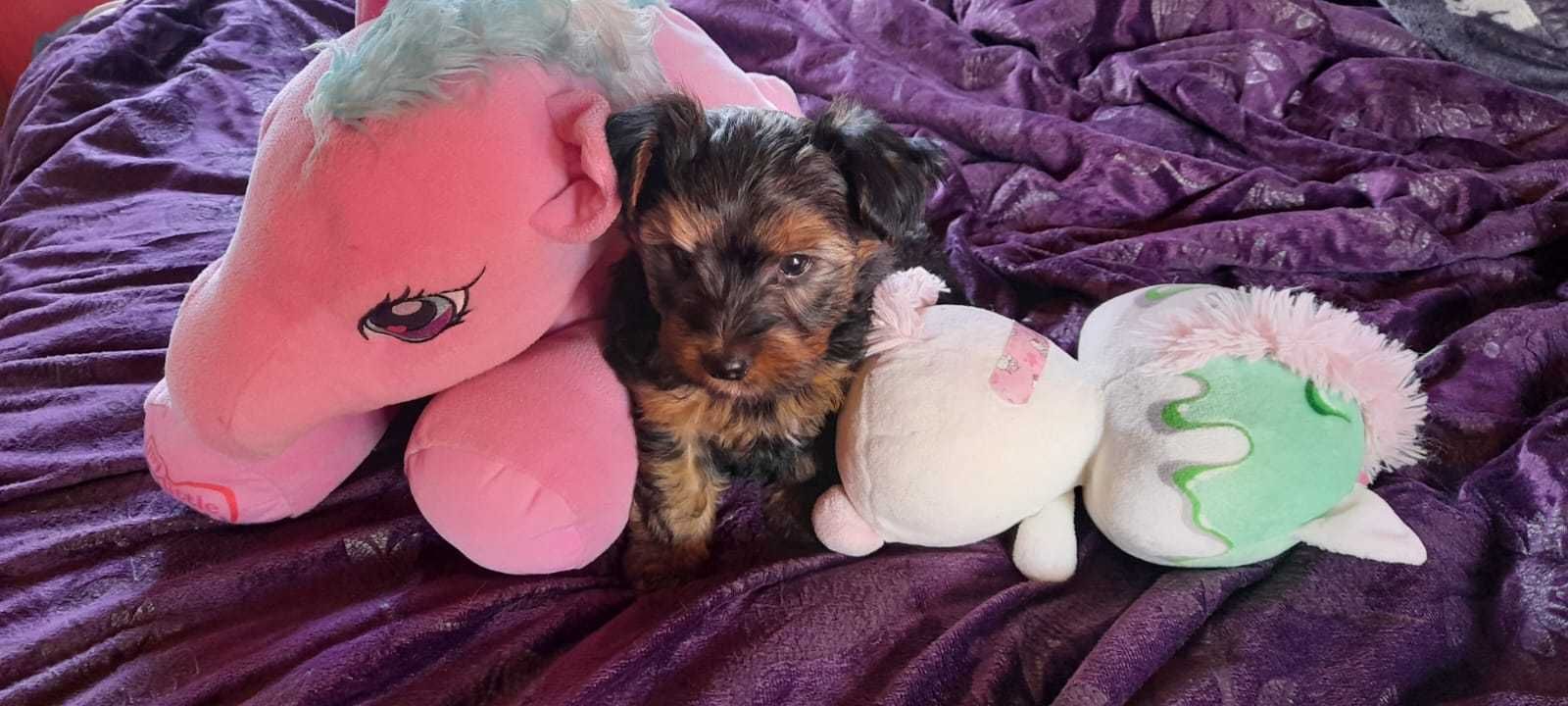 Yorkshire terrier fêmea