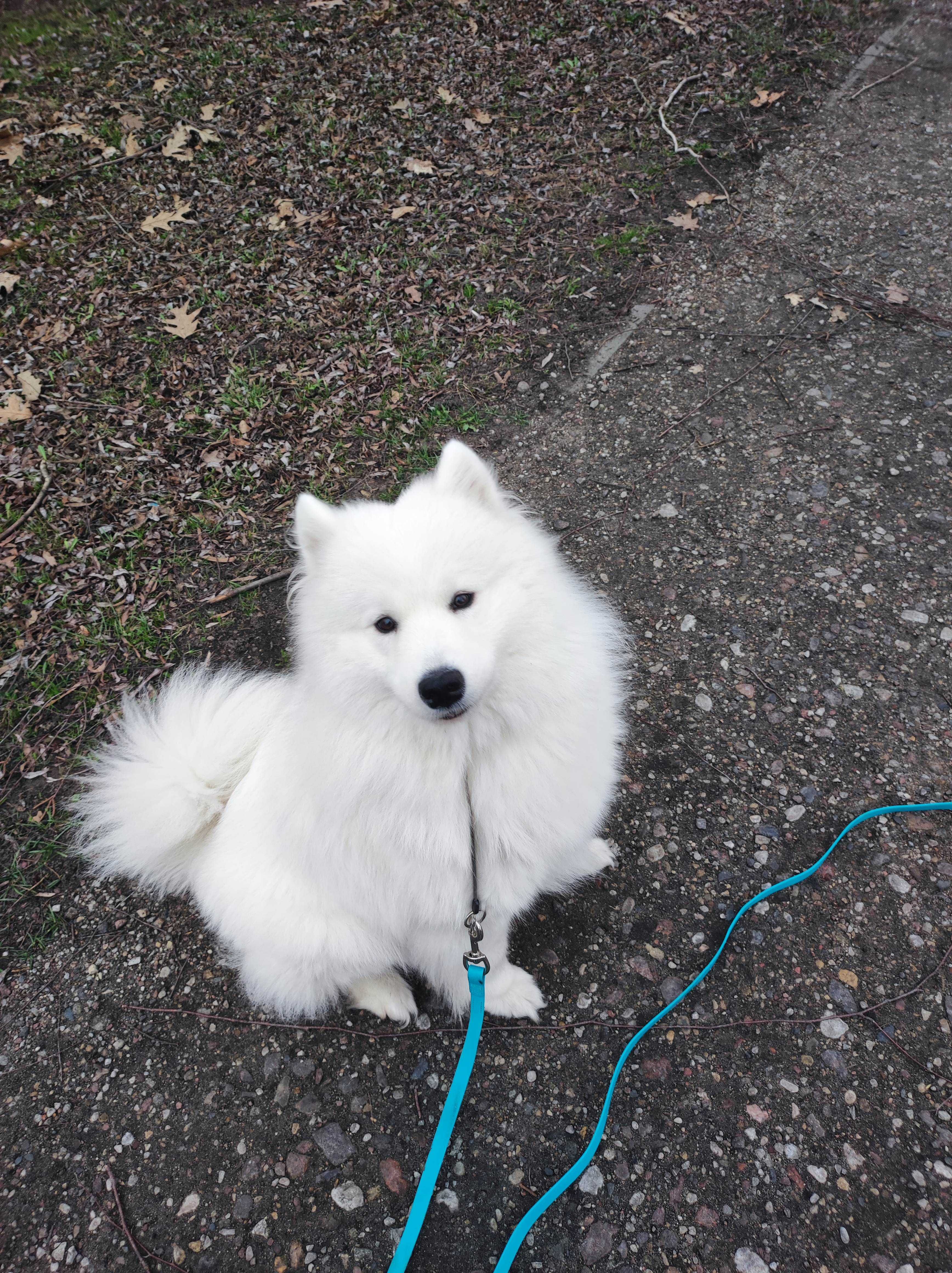 Piesek Samoyed PFK ACW gotowy do zmiany domu + ubezpieczenie zdrowotne