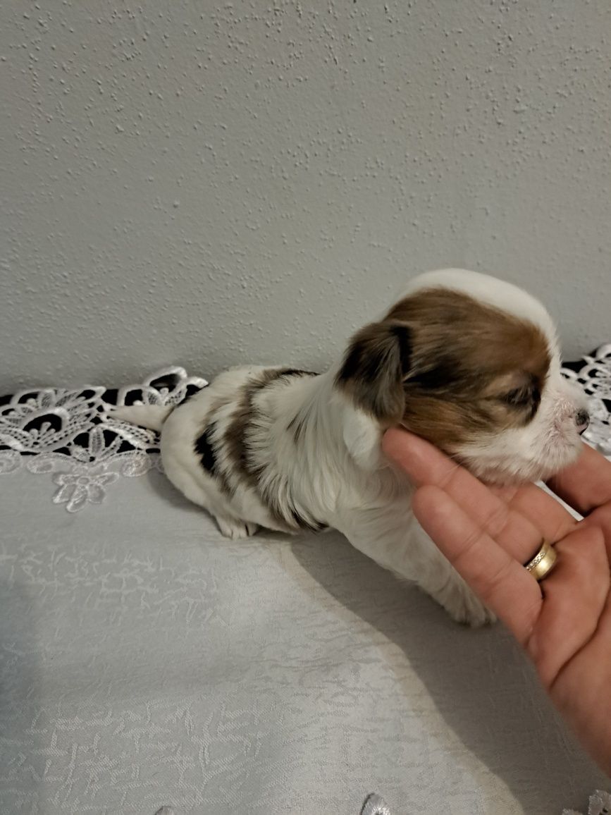 Yorkshire terrier