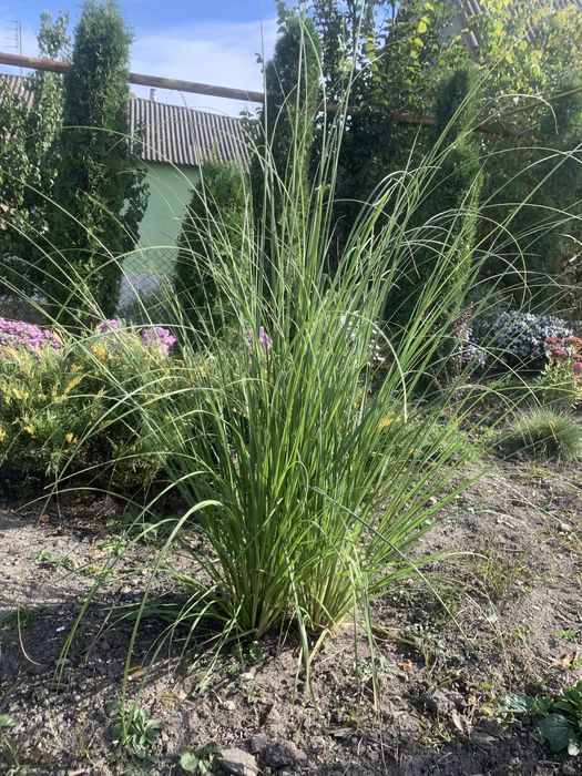 Кортадерія пампасна трава біла рожева декоративний злак