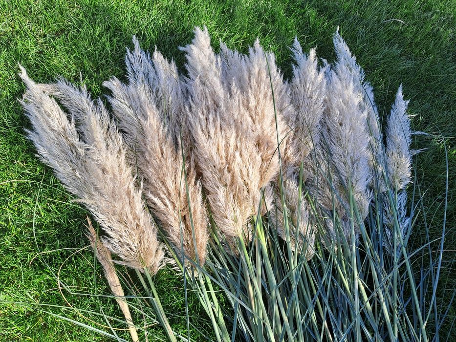 Suszona trawa pampasowa