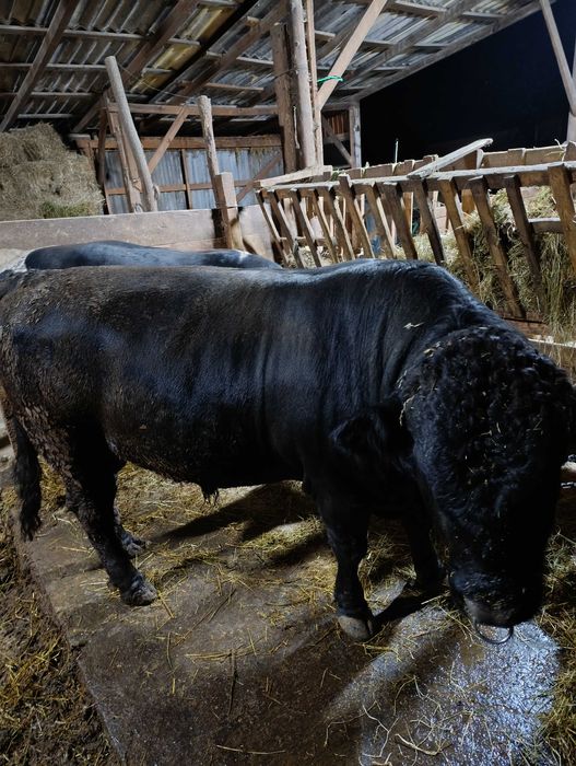 Продається Бик 800 кілограм