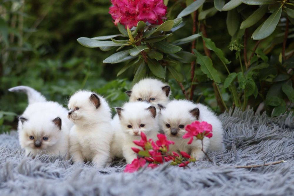 Ragdoll kocurek o umaszczeniu seal mitted