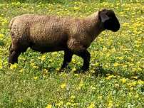 Vendo Borrego Sulfok