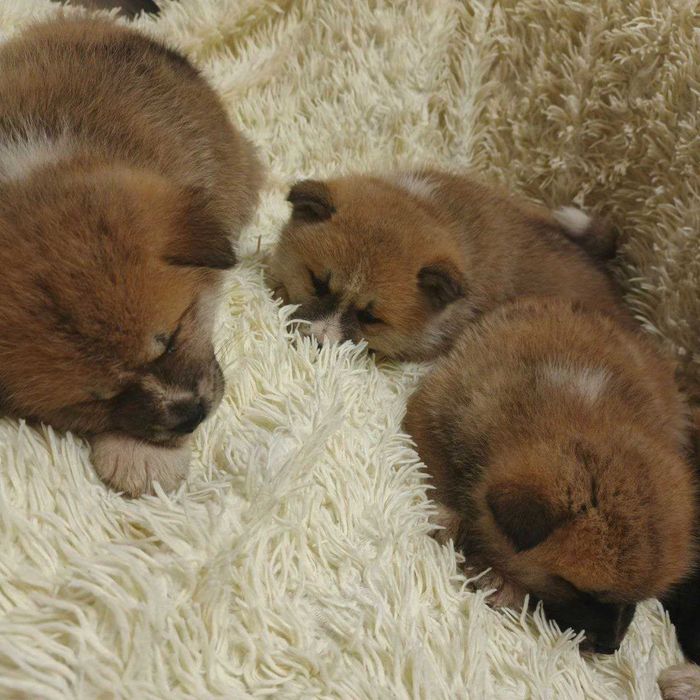 Щенята Акіта іну