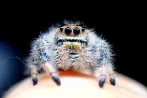 Skakun królewski Phidippus regius Everglades Podrostki oraz Presbuadul