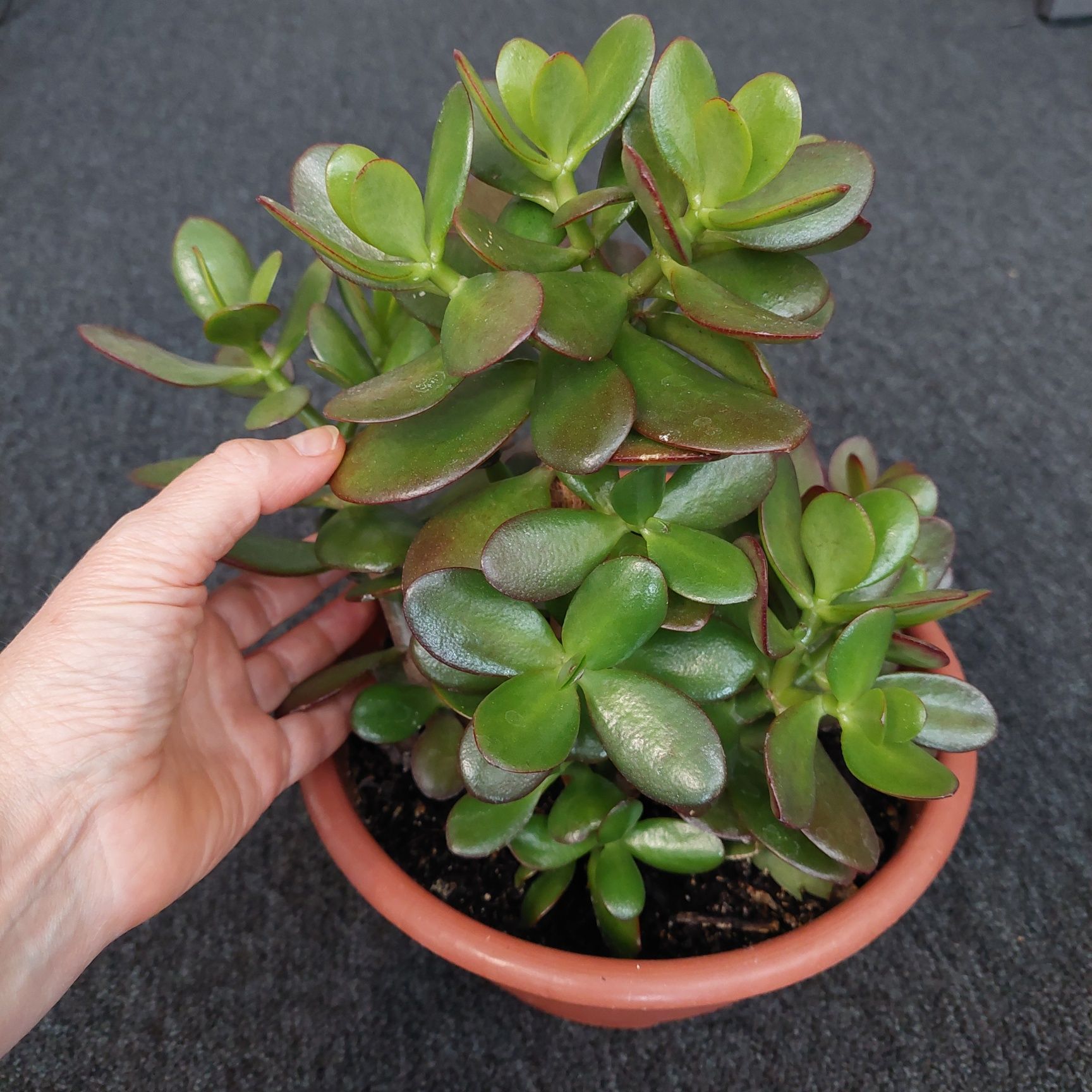 Grubosz, drzewko szczęścia, crassula, pieniążek
