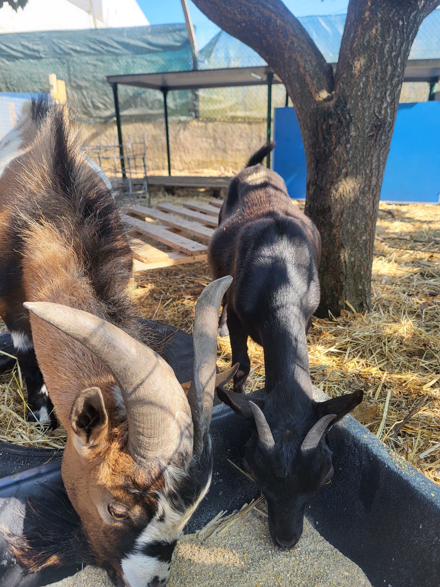Vendo cabras anãs tricolores adultas