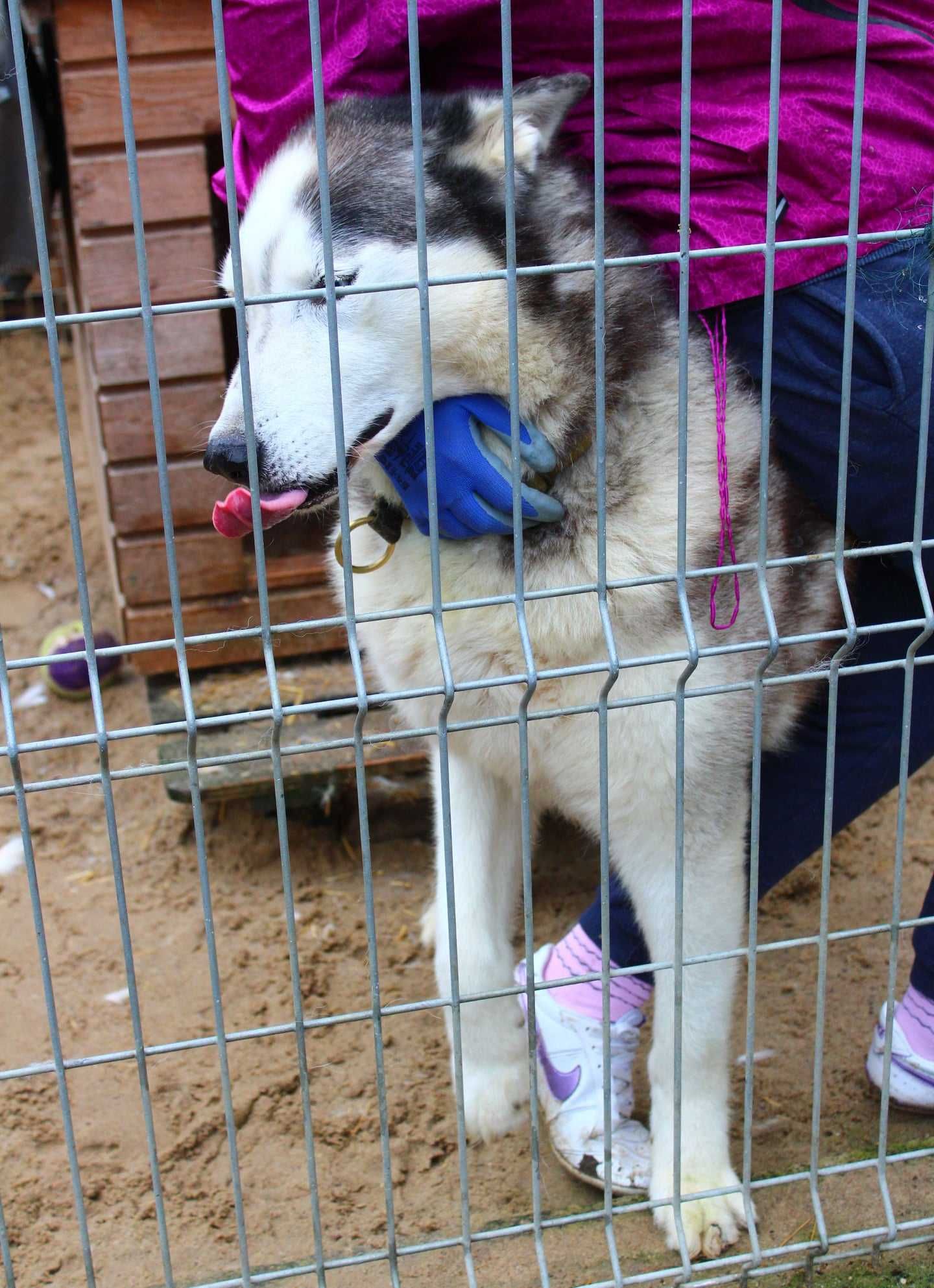 Witek - w typie Siberian husky; lubi kontakt z człowiekiem