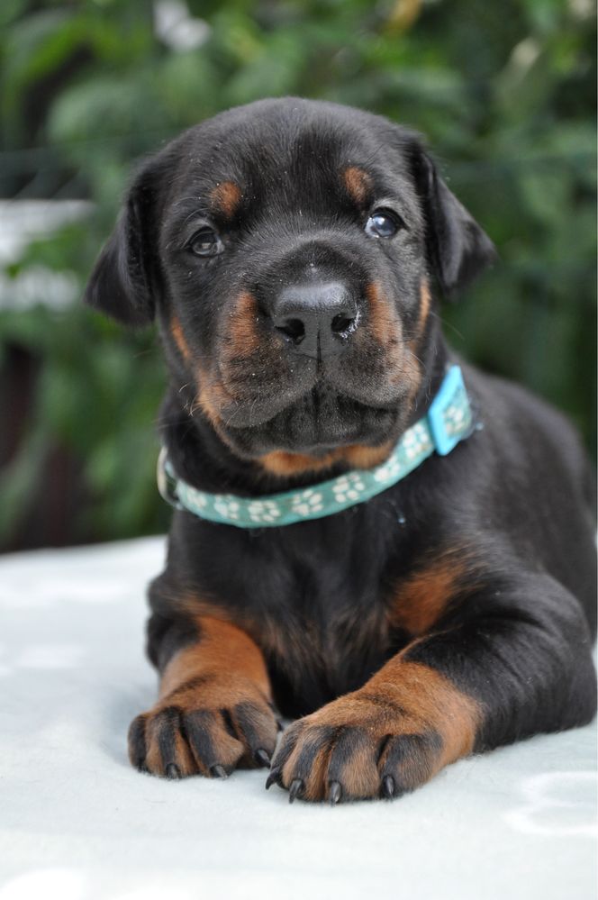 Doberman  КСУ FCI
