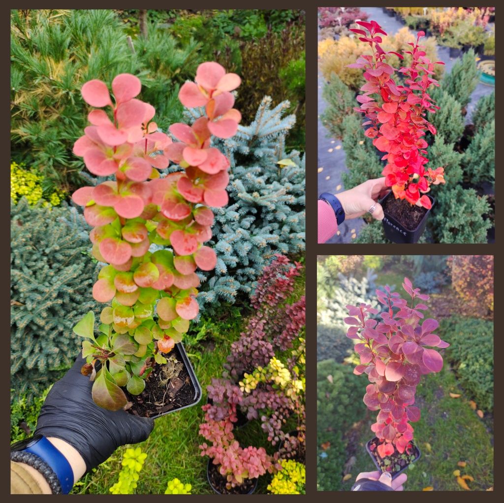 Барбарис Тунберга Флоренс, Berberis Thunbergii Florence