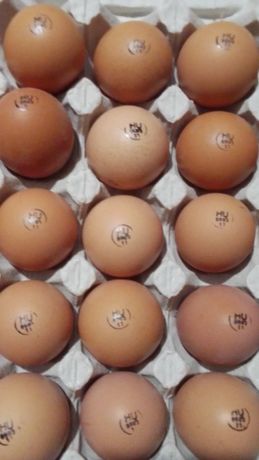 Инкубационное яйцо бройлеров Кобб 500 Чехия