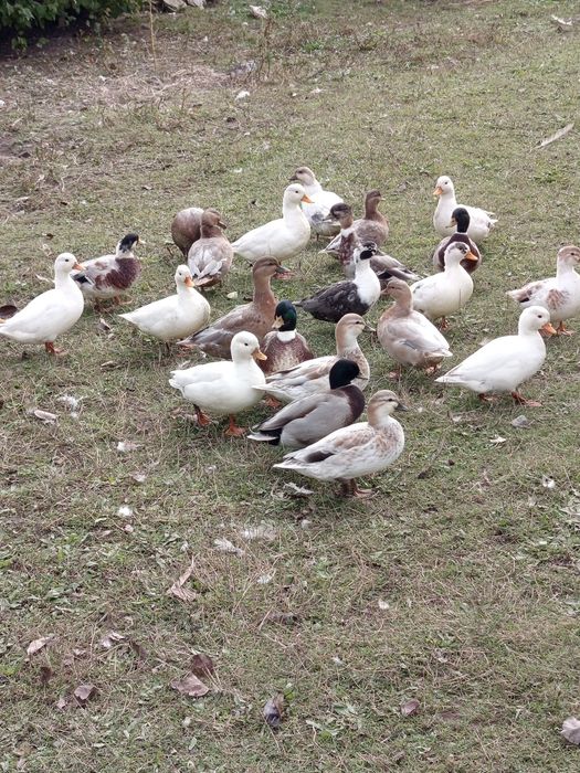 Kaczki call duck kanadyjki