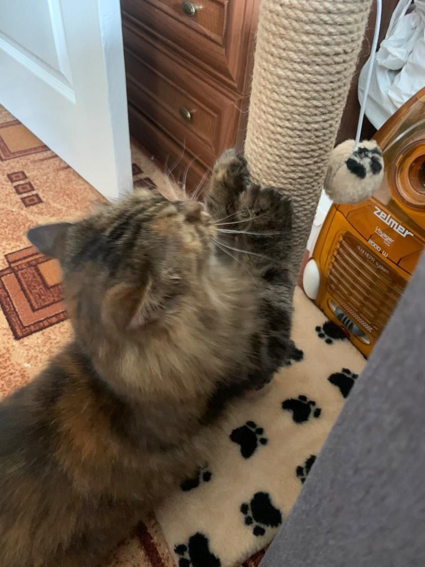 Когтеточка для кота. Дряпка, царапка