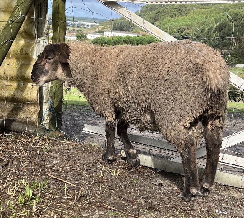 Carneiro com seis meses