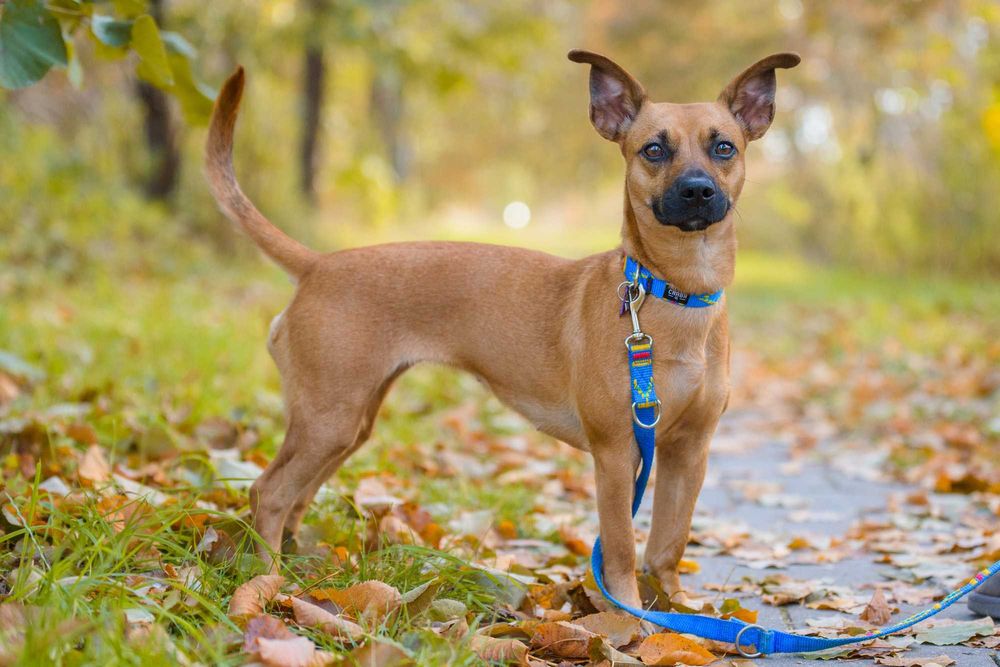 FREEKA - młodziutka, niewielka i milutka sunia