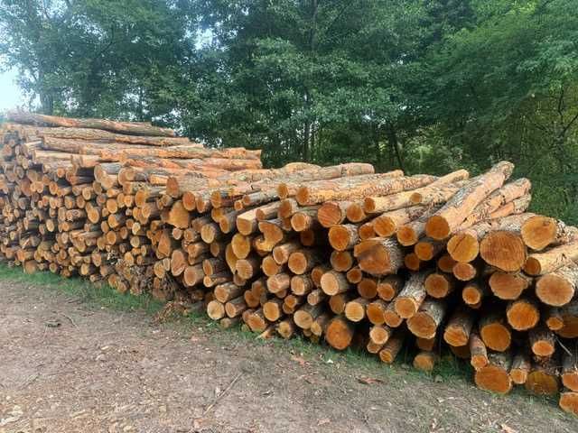 Drzewo - olcha, brzoza, sosna - opał, kłoda, tartak - od 120zł/mp