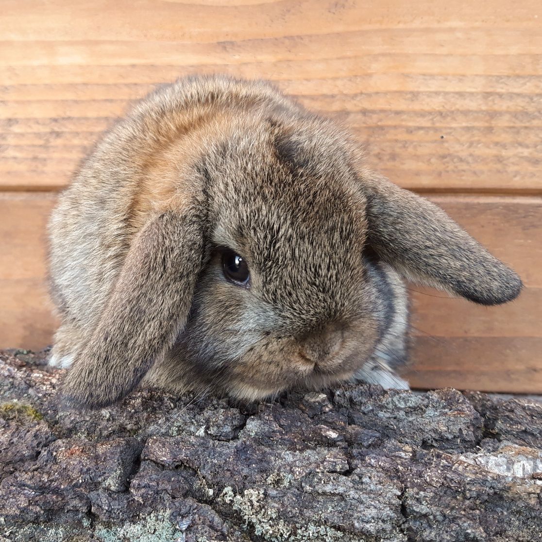 Królik karzełek baranek mini lop szary