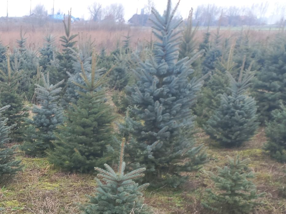 Choinki świerk srebrny i pospolity jodła własna plantacja