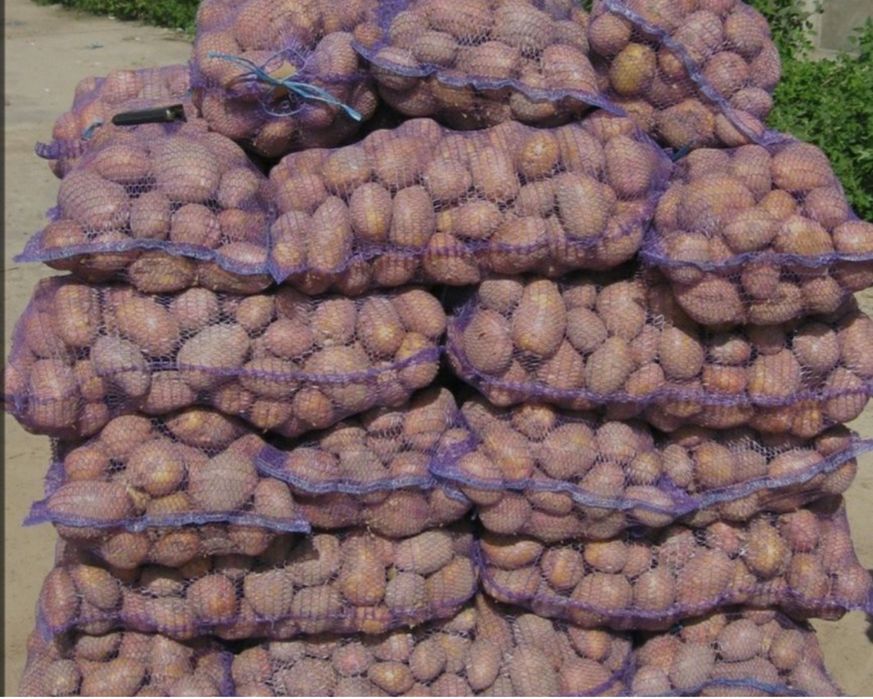 Картопля домашня