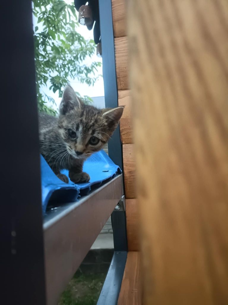 Oddam kotki w dobre ręce