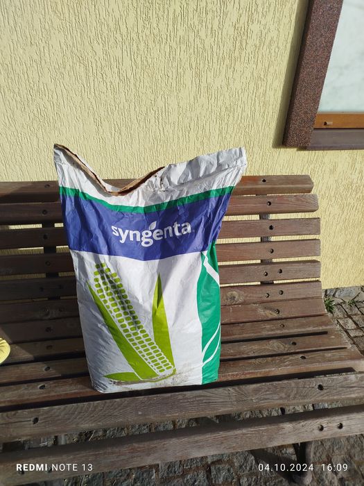 Кукурудза посівна сінгента