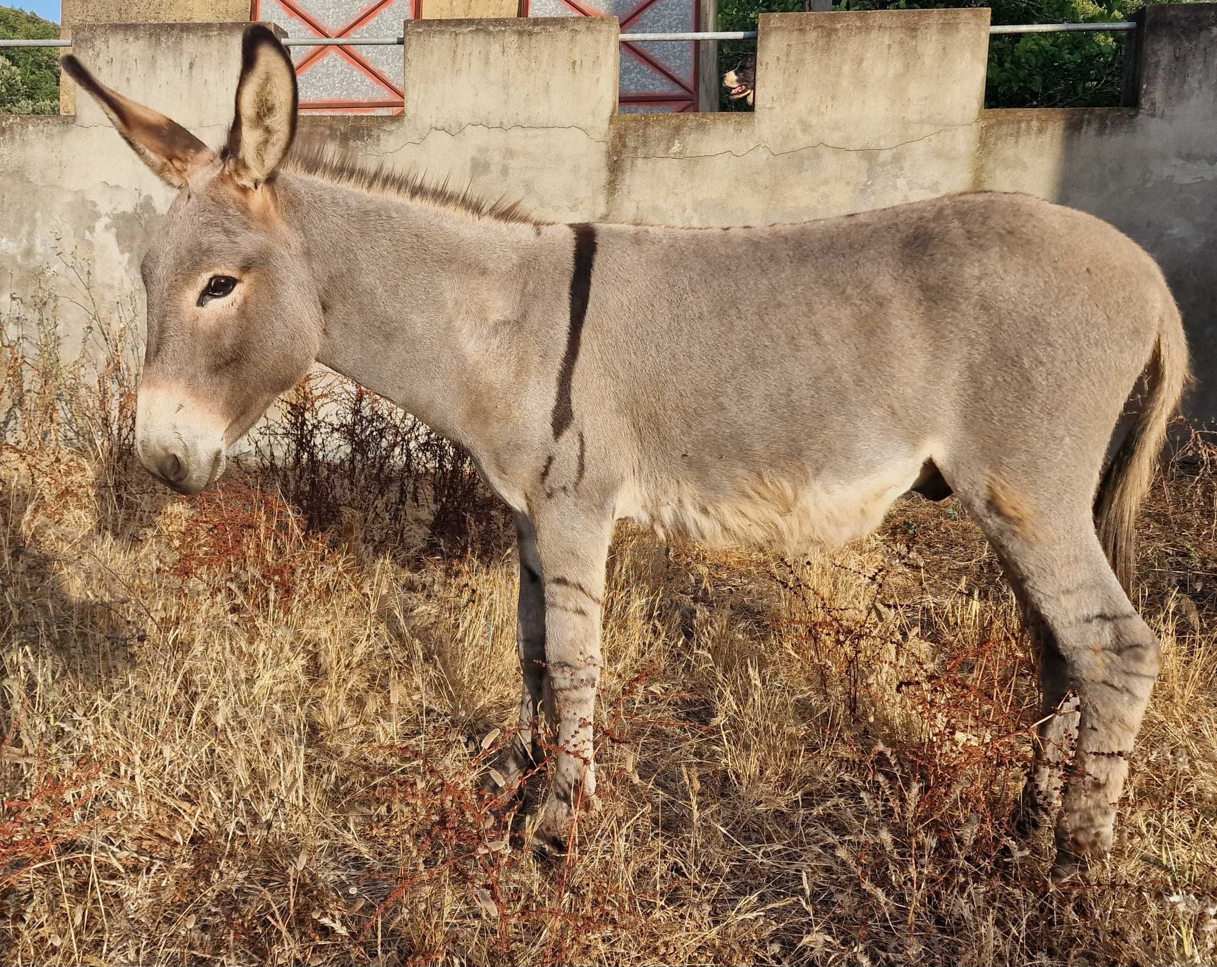 Burrinho novo e muito dócil