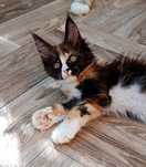 Kotka Maine coon