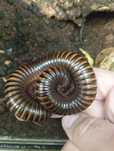 Krocionóg olbrzymi Mardonius parilis