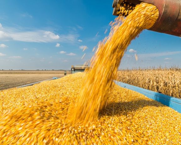 Зерно кукурудзы , кукурудза - корм