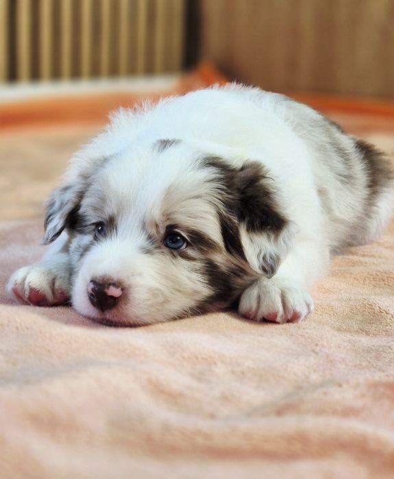 Border Collie szczenięta