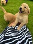 Szczeniak Golden Retriever