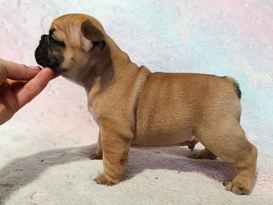 Buldog francuski rudy piesek ZKwP