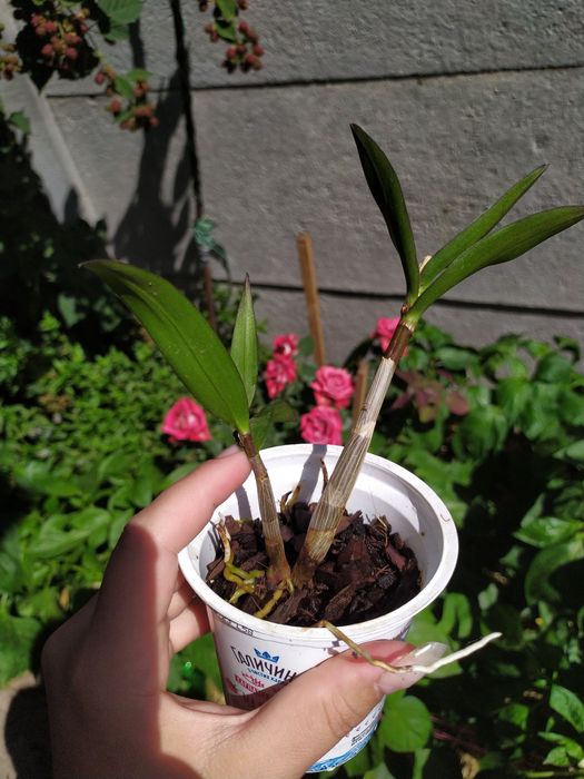 Дендробіум Ода Бері дітки