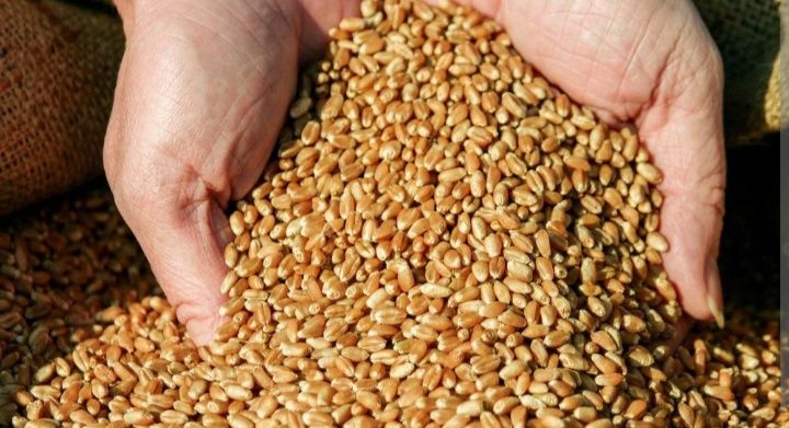 Продам зерно пшениці, ячменю, кукурудзи та овса
