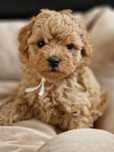 Bichpoo Poochon Bichon Frise Pudel Toy jak Maltipoo suczka