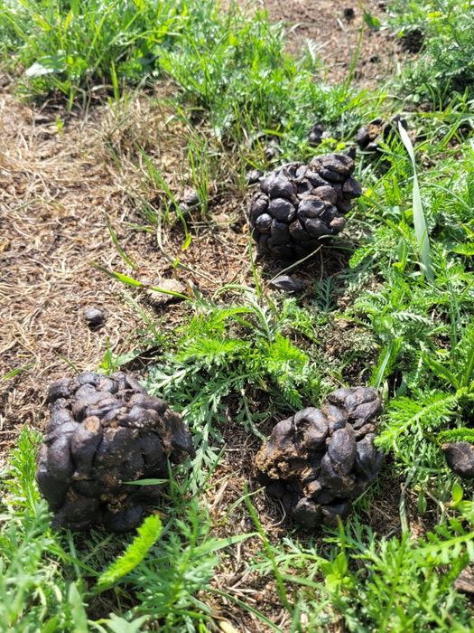 Ekologiczny nawóz alpaczy