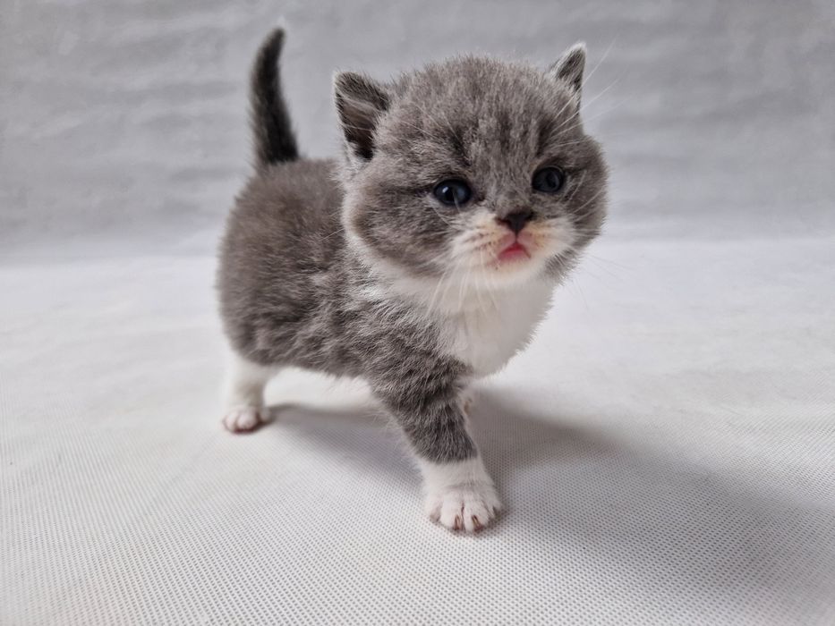 Kocurek, rodowód FiFe FPL.  Odbiór Grudzień. .