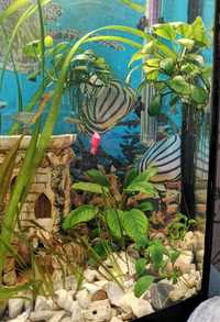 Анубіас акваріумна рослина