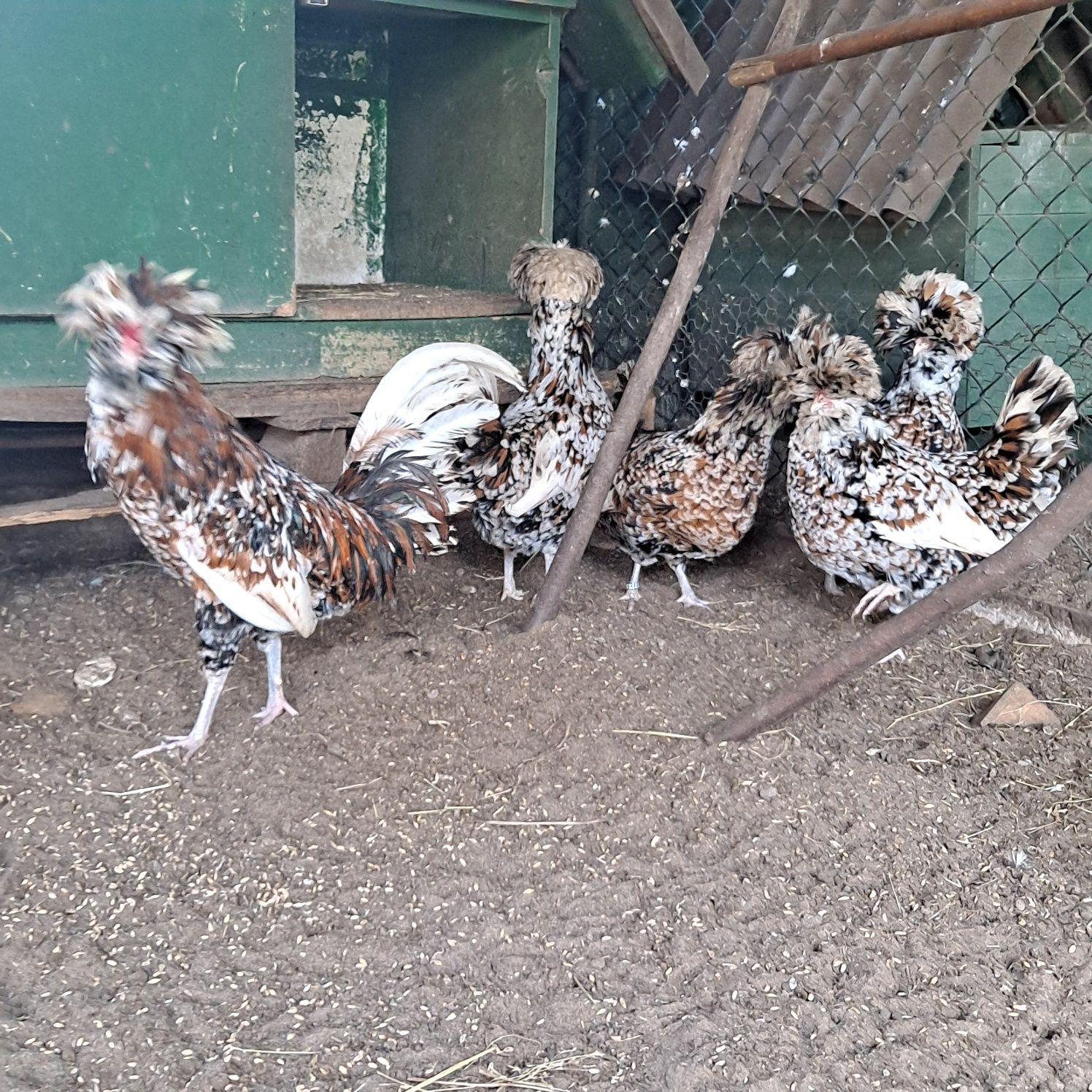 Kury czubatki Polskie